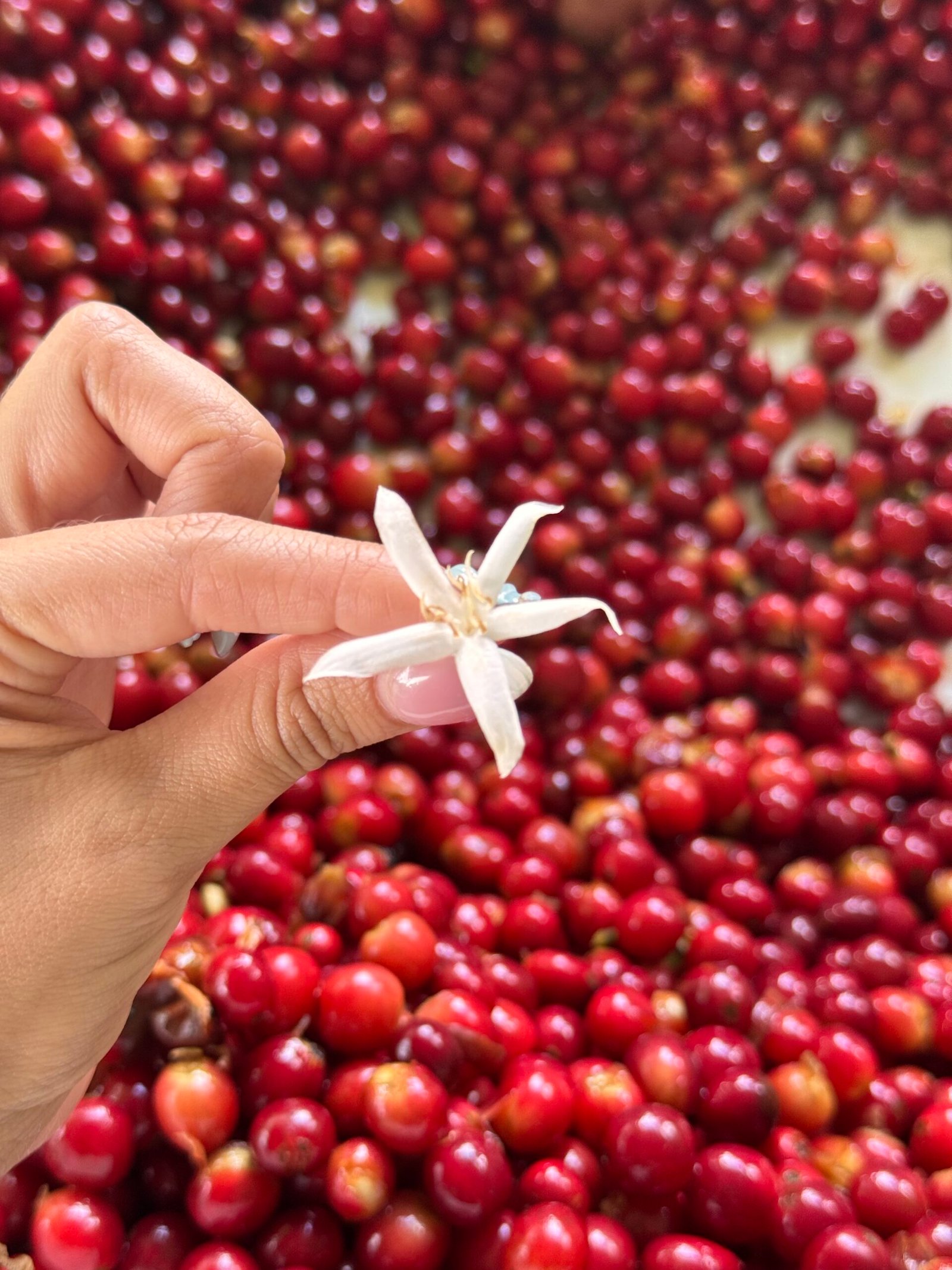 Coffee cherries and producers in Ecuador